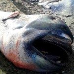 Vidéo: Un requin grande-gueule découvert aux Philippines Vidéo: Un requin grande-gueule découvert aux Philippines