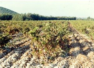 Agriculture0025