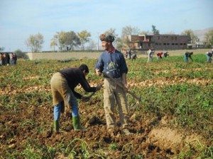 agriculteurs