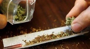 Cannabis