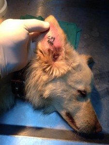 chien2