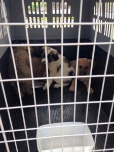 chiens