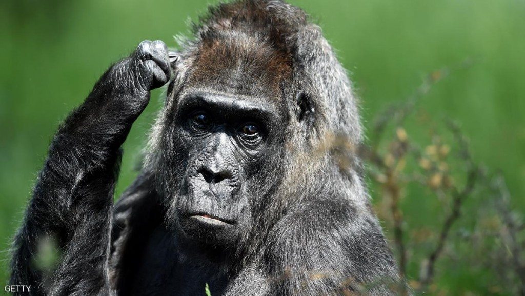 A gorilla called Fatou" is pictured on June 3, 2016 in Berlin's zoo. / AFP / dpa / Maurizio Gambarini / Germany OUT (Photo credit should read MAURIZIO GAMBARINI/AFP/Getty Images)