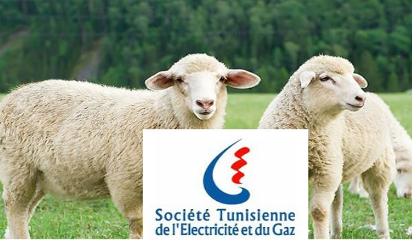 prime-mouton-steg-1
