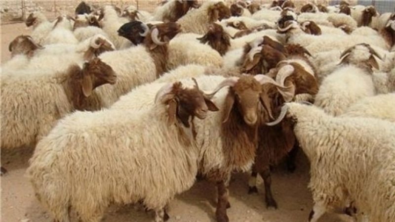 mouton-solidarite-1110922016