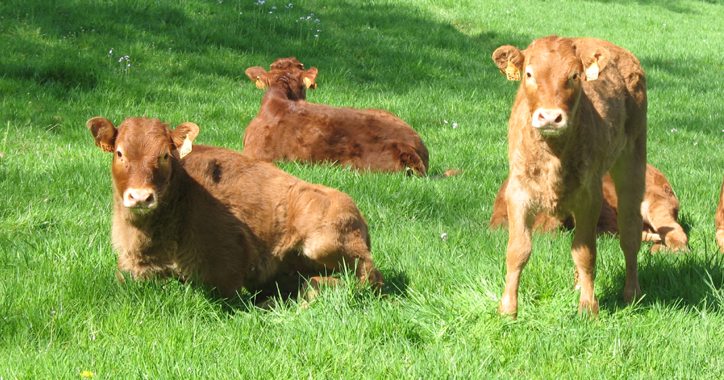 vache-10092016