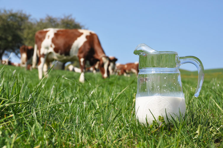 Jug of milk against herd of cows. Emmental region, Switzerland