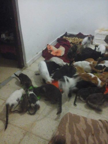 chats-2