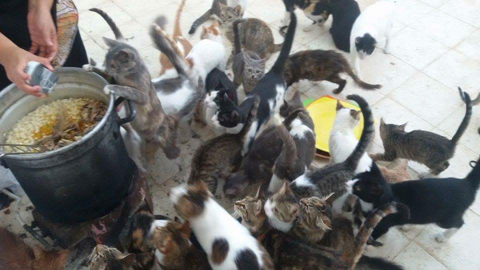 chats-3