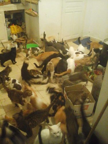 chats