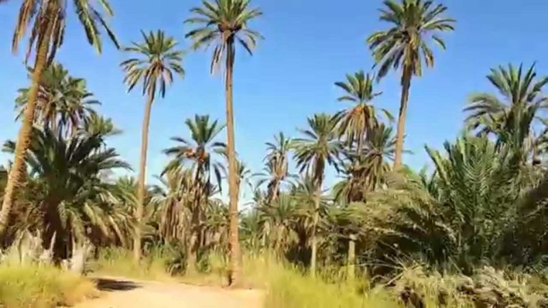 oasis