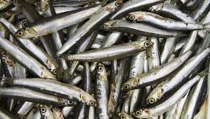 sardine