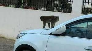 singe