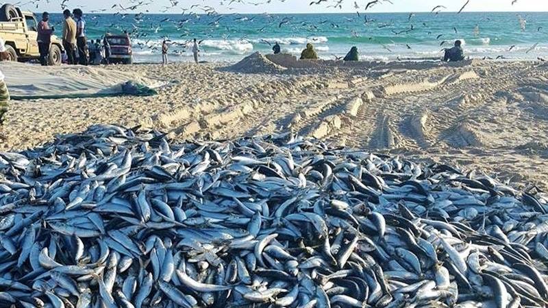 sardines