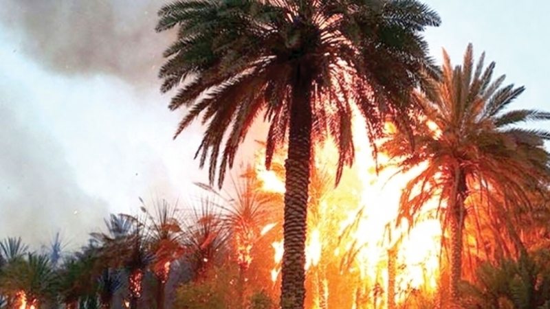 palmiers-incendies-13052017