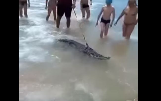 crocodile-1