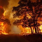 Un incendie dévore 5 hectares à Ain Drahem Un incendie dévore 5 hectares à Ain Drahem