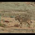 Maroc: 15 enfants hospitalisés après avoir violé une ânesse Maroc: 15 enfants hospitalisés après avoir violé une ânesse
