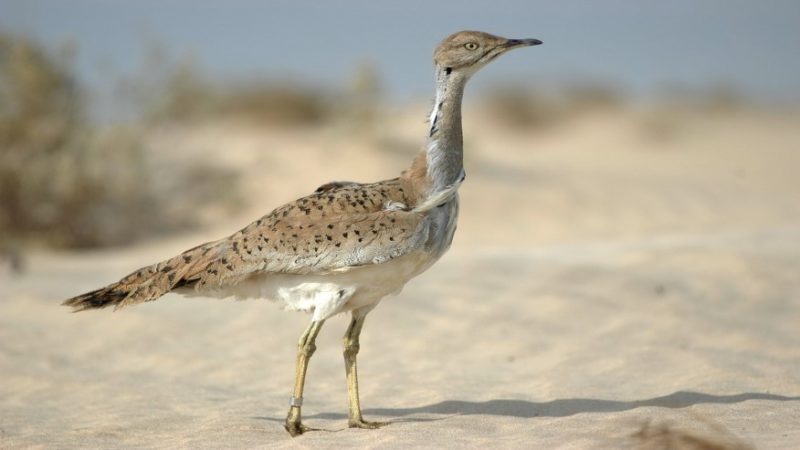 houbara