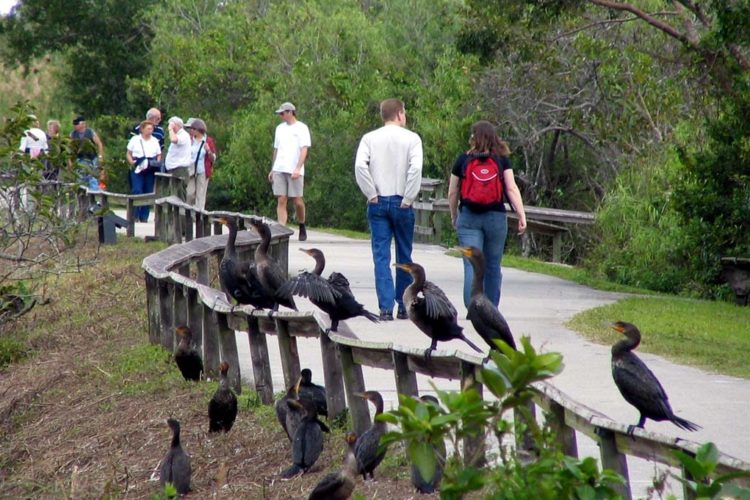 anhinga_trail