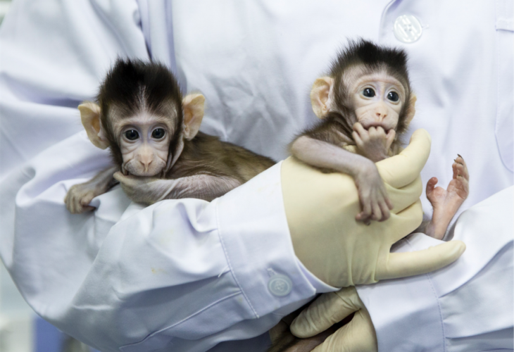 singe