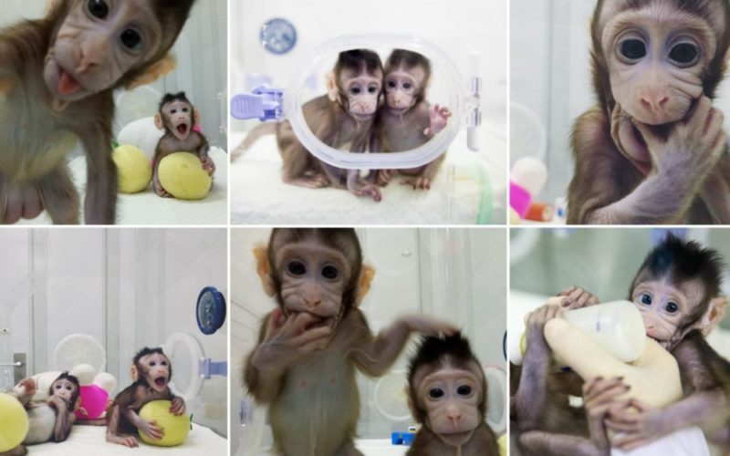 singe1