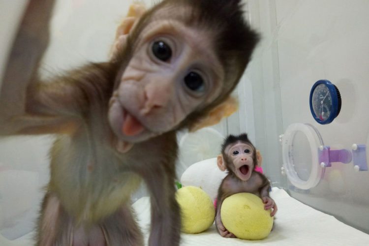 singe2