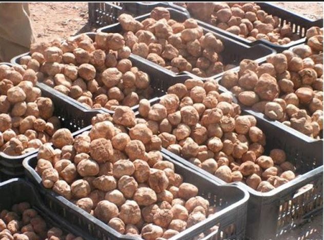 Les Truffes